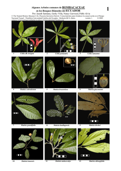 Arboles más comunes de la familia Bombacaceae de - Field Guides
