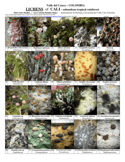 COLOMBIA LICHENS of CALI– subandean tropical - Field Guides