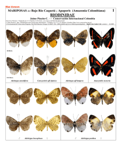 RIODINIDAE - Field Guides - The Field Museum