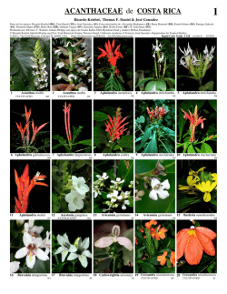 ACANTHACEAE de COSTA RICA - Field Guides - The Field Museum