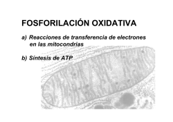 (Microsoft PowerPoint - Fosforilaci\363n oxidativa 10I.ppt) - DePa