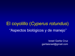 El coyolillo (Cyperus rotundus)