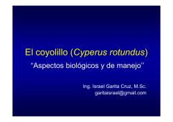 Cyperus rotundus [Modo de compatibilidad]