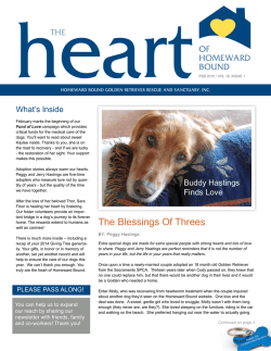 The Blessings Of Threes - Homeward Bound Golden Retriever Rescue
