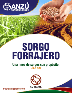 SORGO FORRAJERO - Anzu Genética