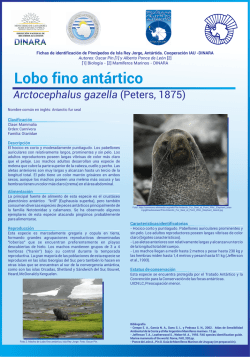 Lobo marino antártico