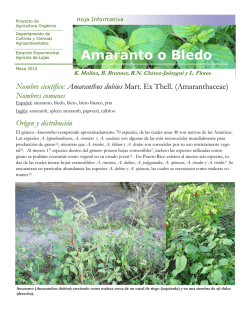 Amaranto o Bledo - Agricultura Orgánica