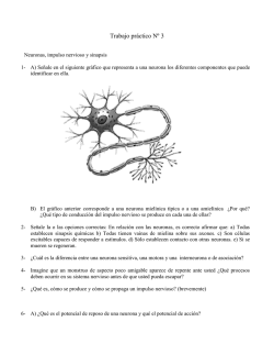 TP 3 Sistema Nervioso, neuronas