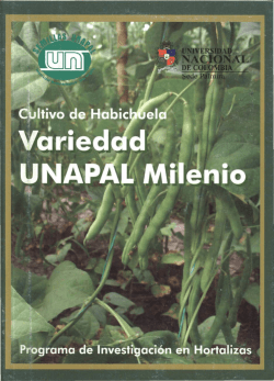 Cultivo de habichuela. Variedad UNAPAL Milenio
