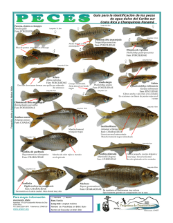 Guía para la identificacion de peces 2013.