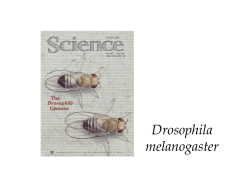 Pequena guía experimento con Drosophila