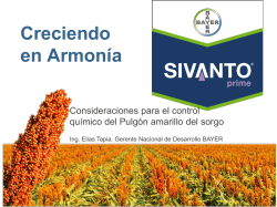 5. Presentacion Sivanto Sorgo Pulgon Amarillo 2015