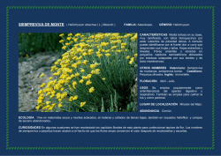 SIEMPREVIVA DE MONTE ( Helichrysum stoechas ( L.) Moench )