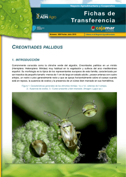 Creontiades pallidus