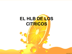 1. el hlb de los citricos citricaldas junio 2015