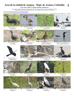 Aves de la ciudad de Arauca – Dept. de Arauca, Colombia