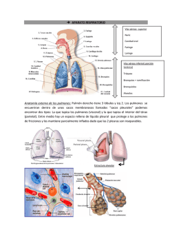→ APARATO RESPIRATORIO Anatomía externa de los pulmones