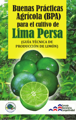 El Cultivo De Limón-1 - Centro De Agronegocios Esmeralda