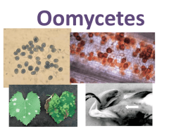 Oomycota, Hyphochytriomycota, Labyrinthulomycota