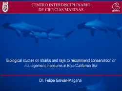 Dr. Felipe Galván-Magaña Biological studies on sharks and rays to