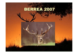 "La Berrea 2007" El Ciervo (Pincha para ver en PDF