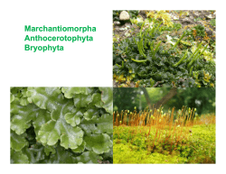 Archaeplastida (Marchantiomorpha - Anthocerotophyta