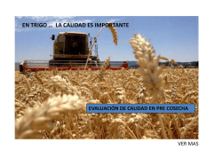 Protocolo calidad trigo pre cosecha