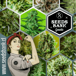 Catálogo - Seedsbank