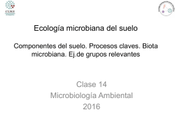 Bacterias fijadoras de Nitrógeno: Filo Proteobacteria