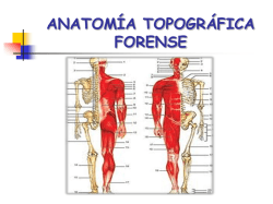 anatomia-topografica-forense - Escuela Superior de Policia