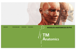 modelos anatomicos en pvc
