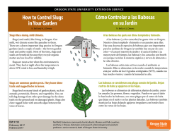 How to Control Slugs in Your Garden
