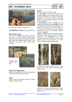 Archibebe claro - Ibercaja Aula en Red