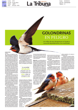 GOLONDRINAS EN PELIGRO - SEO/BirdLife