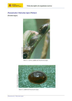 Parasaissetia (=Saissetia) nigra (Nietner)