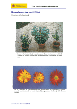Chrysanthemum stunt viroid (CSVd)