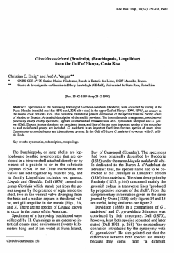 Glottidia audebarti (Broderip), (Brachiopoda, Lingulidae) from the