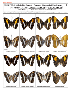 NYMPHALIDAE: LIMENITIDINAE1 y CHARAXINAE2 - Field Guides