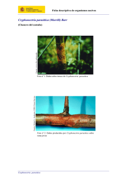 Cryphonectria parasitica (Murrill) Barr