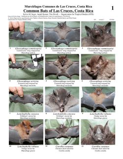 Common Bats of Las Cruces, Costa Rica - Field Guides