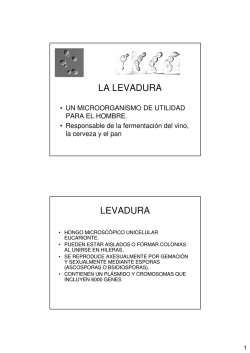 (Microsoft PowerPoint - LA LEVADURA Y EL PROCESO DE