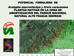 Potencial Forrajero de Acalypha macrostachya y Urera caracas.pdf