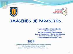 Diapositiva 1 - REPOSITORIO UdeC - Universidad de Concepci&oacute;n