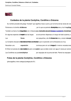 Cordyline, Cordiline, Drácena o Árbol col - Consulta Plantas