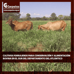 Cultivos forrajeros para conservacion y alimentacion