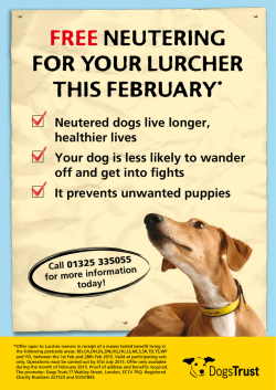 FREE NEUTERING FOR YOUR LURCHER THIS FEBRUARY*