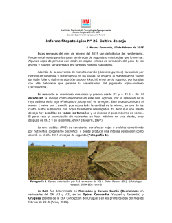 Informe Fitopatológico Nº 26 Cultivo de soja 2015