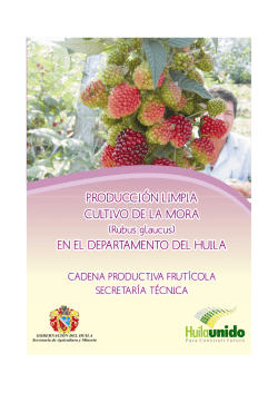 manual tecnico cultivo de la mora en el Huila