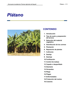 Plátano - Fundacion Produce Nayarit