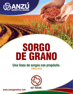 ANZU Genetica SORGO DE GRANO Inglés Español